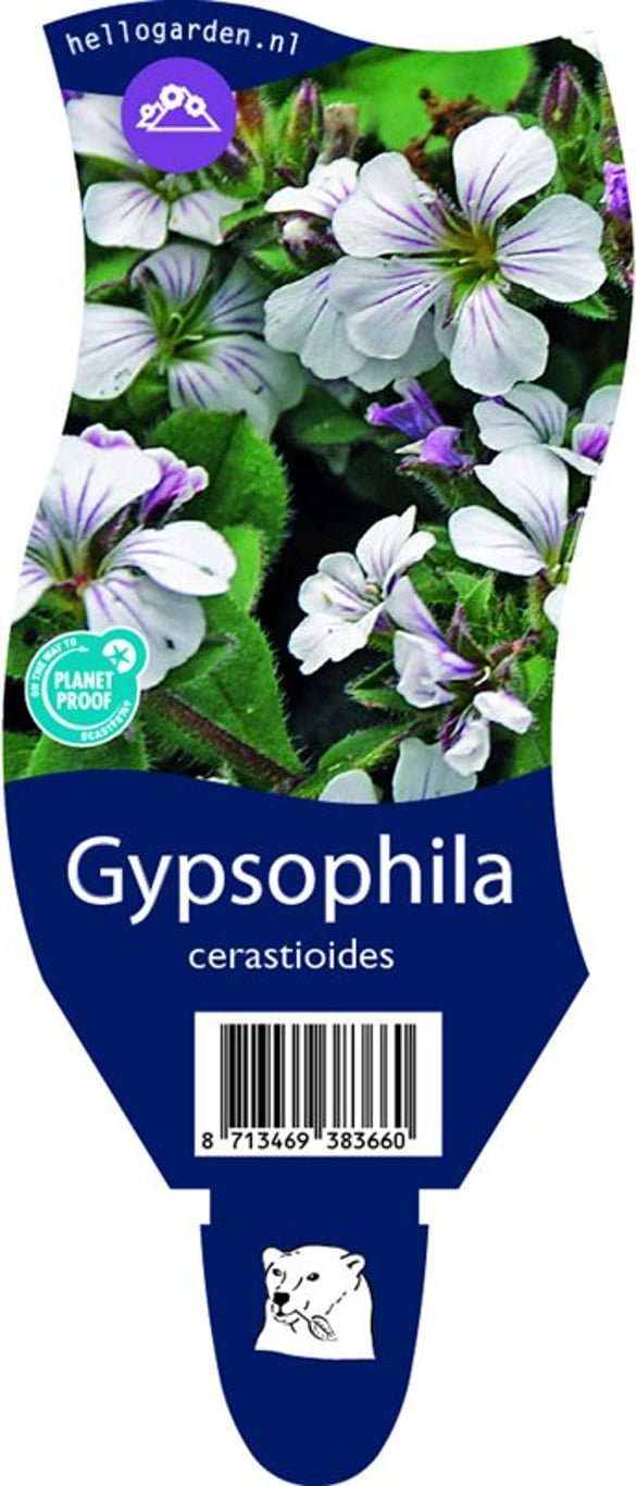 Gypsophila cerastioides - P11